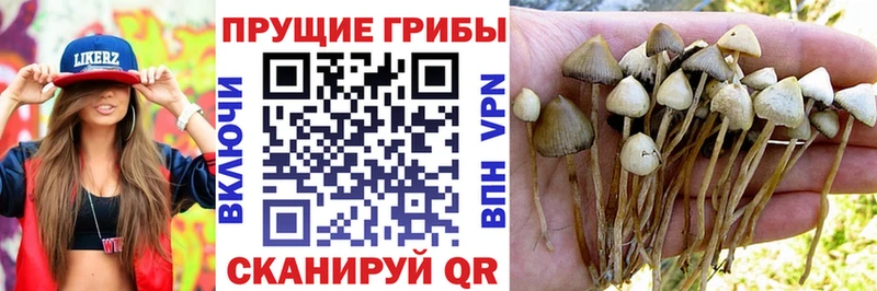сколько стоит блэк спрут рабочий сайт Псилоцибиновые грибы мухоморы Красный Сулин